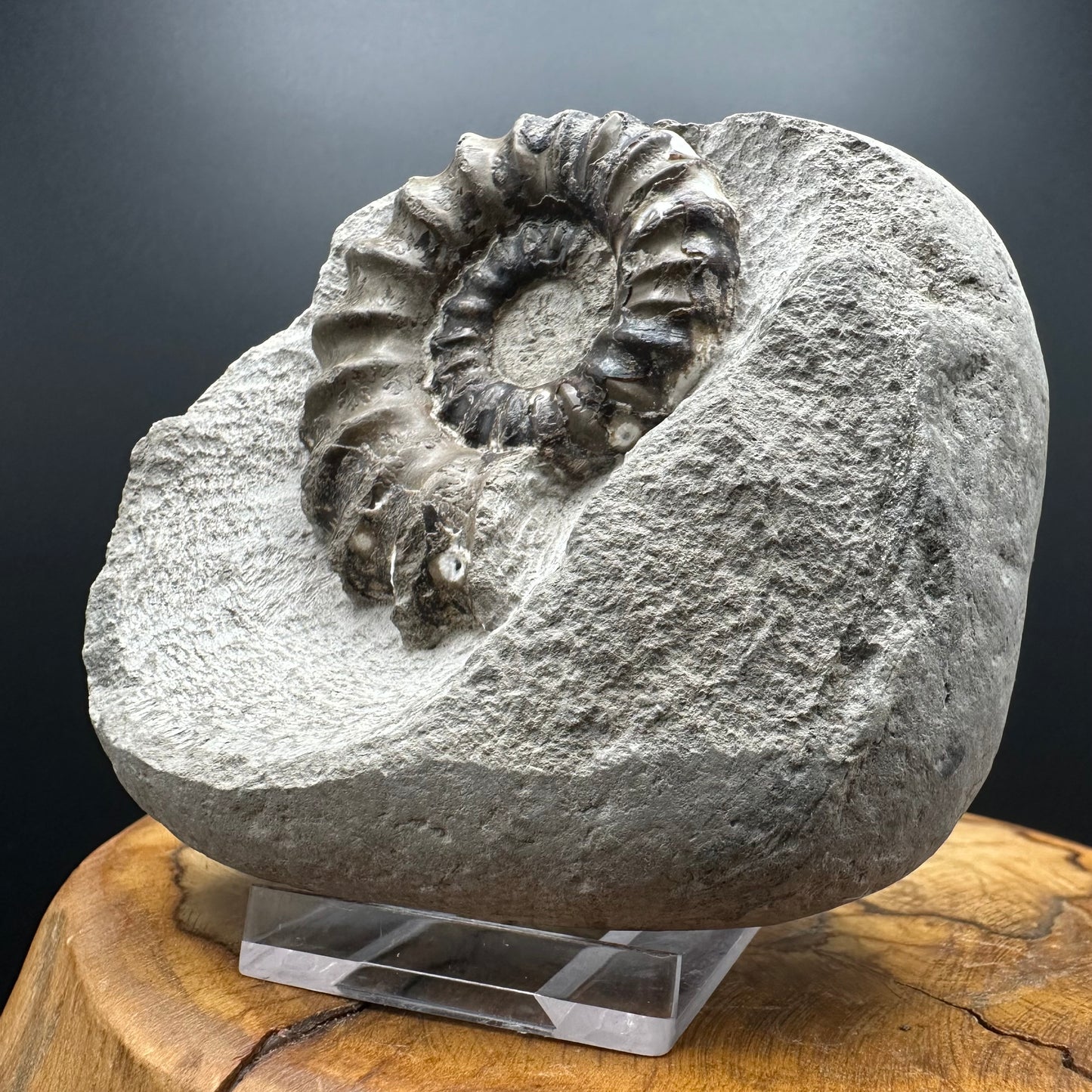 Androgynoceras maculatum ammonite fossil with box and stand - Whitby, North Yorkshire Jurassic Coast Yorkshire Fossils