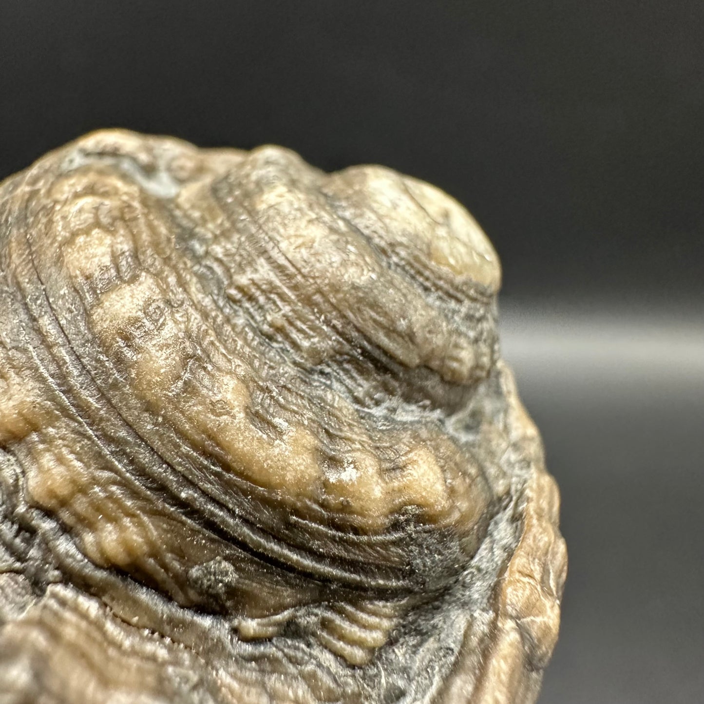 Gastropod Shell Fossil With Box And Stand - Whitby, North Yorkshire, Jurassic Coast, Yorkshire Fossils
