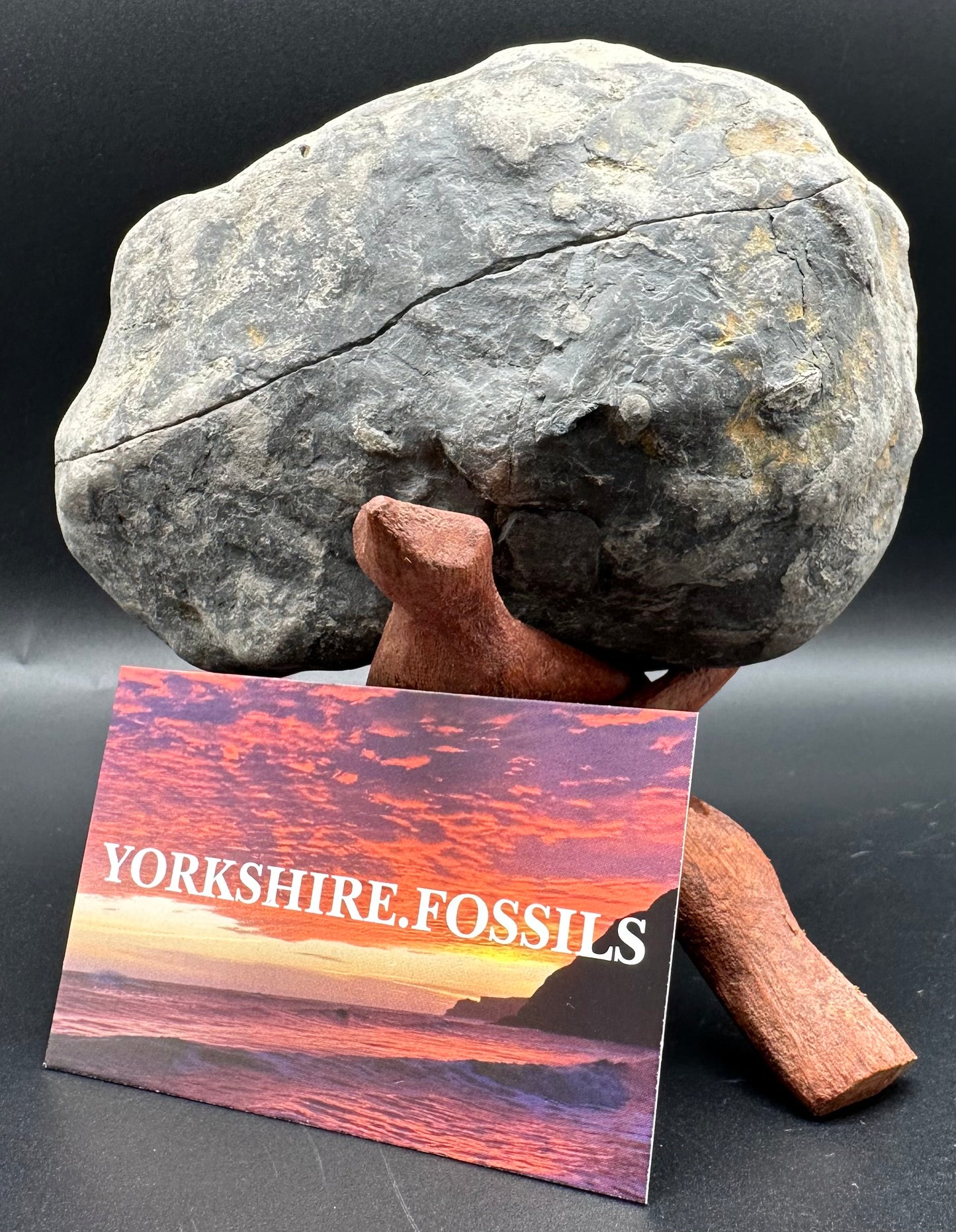 Dactylioceras Ammonite nodule (split pair) Fossil With Stand - Whitby, North Yorkshire Jurassic Coast Yorkshire Fossils