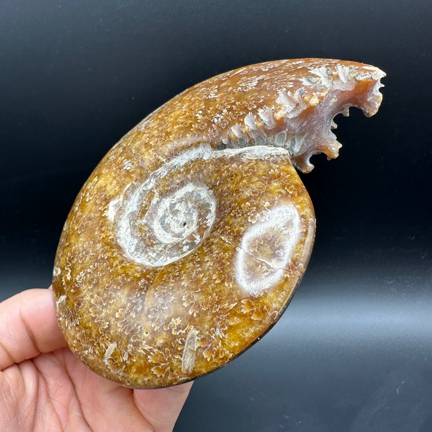 Cleoniceras Ammonite Fossil With Box And Stand - Cretaceous Ammonite Madagascar