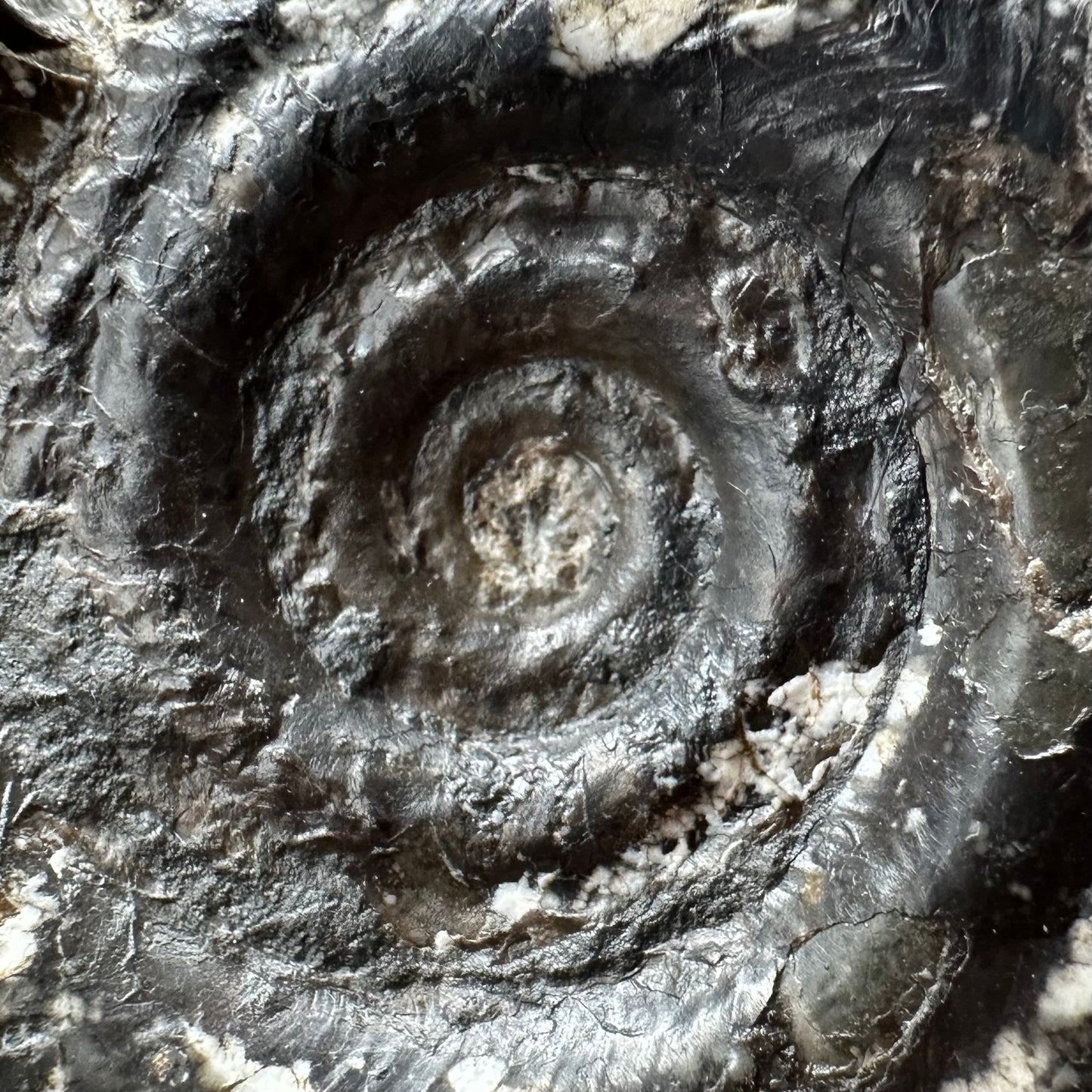 Hildoceras Bifrons Ammonite fossil with box and stand - Whitby, North Yorkshire Jurassic Coast, Yorkshire Fossils from the Jurassic Coast