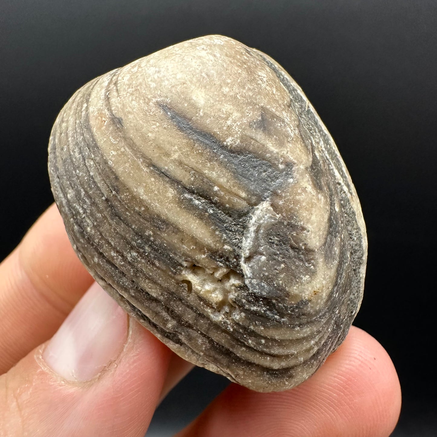 Shell fossil with box and stand - Whitby, North Yorkshire, Jurassic Coast, Yorkshire Fossils