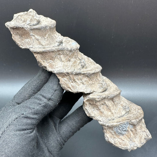 Ichthyosaur Vertebra fossil - Whitby, North Yorkshire Jurassic Coast, Yorkshire fossils