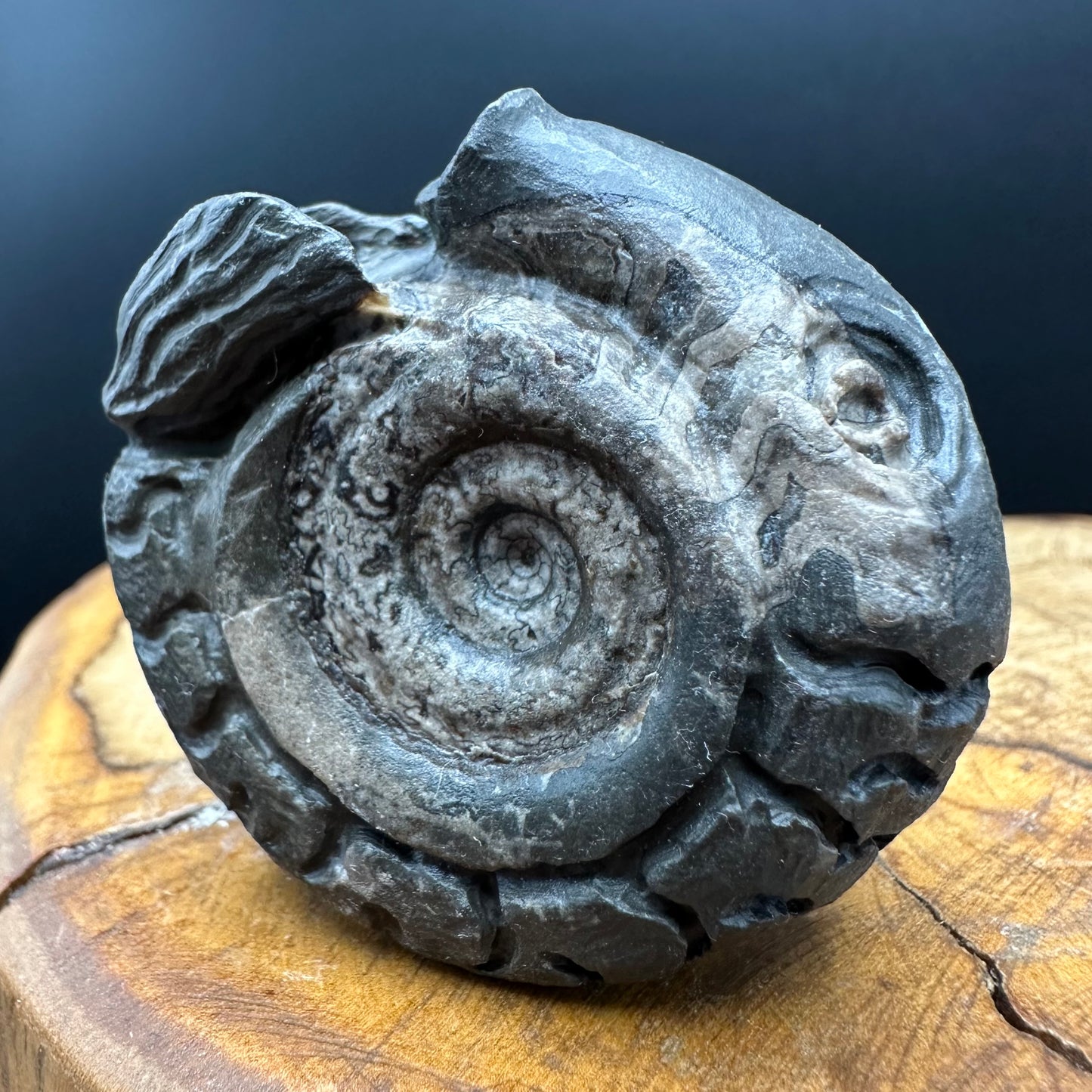 Snakestone Ammonite Fossil With Bag/Box And Stand - Whitby, North Yorkshire Jurassic Coast Yorkshire Fossils