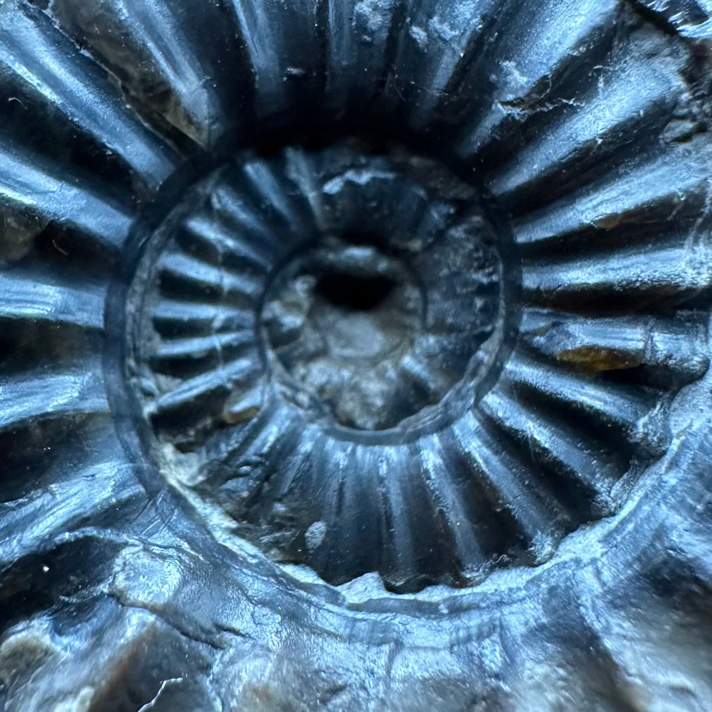 Aegasteroceras sagittarium ammonite fossil with box and stand - Whitby, North Yorkshire Jurassic Coast Yorkshire Fossils