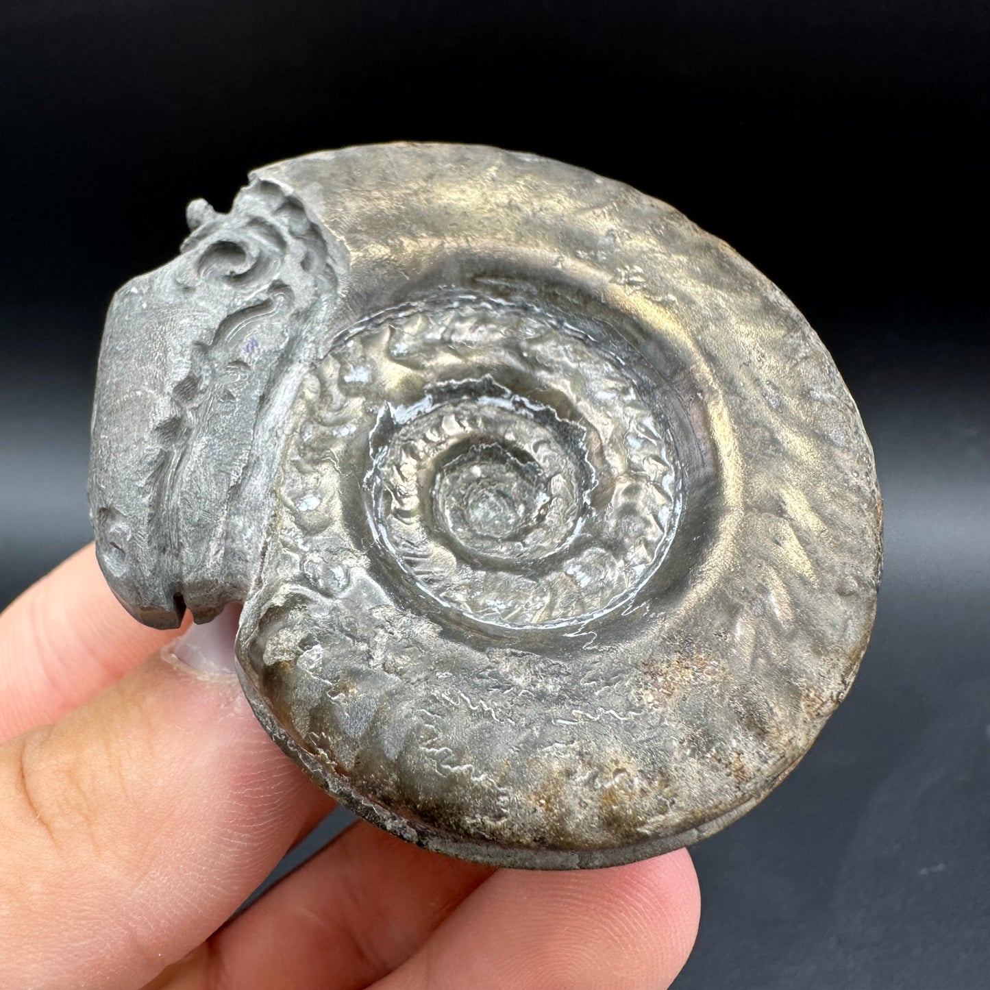 Snakestone Ammonite Fossil With Bag/Box And Stand - Whitby, North Yorkshire Jurassic Coast Yorkshire Fossils