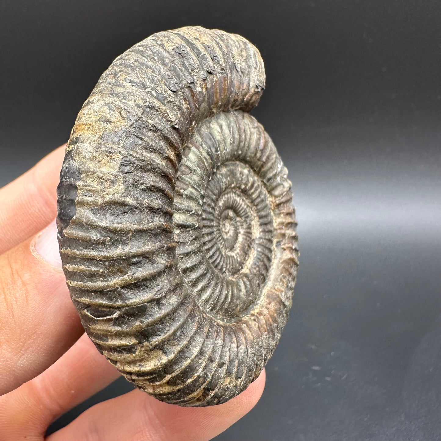 Dactylioceras Ammonite Fossil With Box And Stand - Whitby, North Yorkshire Jurassic Coast Yorkshire Fossils