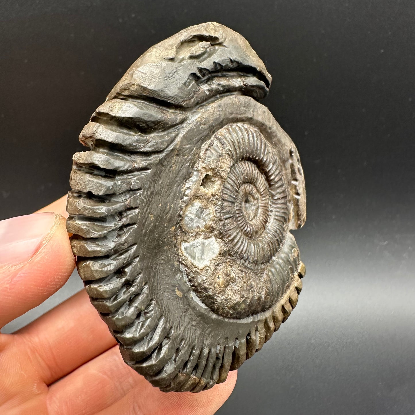 Hydra Snakestone Ammonite Fossil With Bag/Box And Stand - Whitby, North Yorkshire Jurassic Coast Yorkshire Fossils