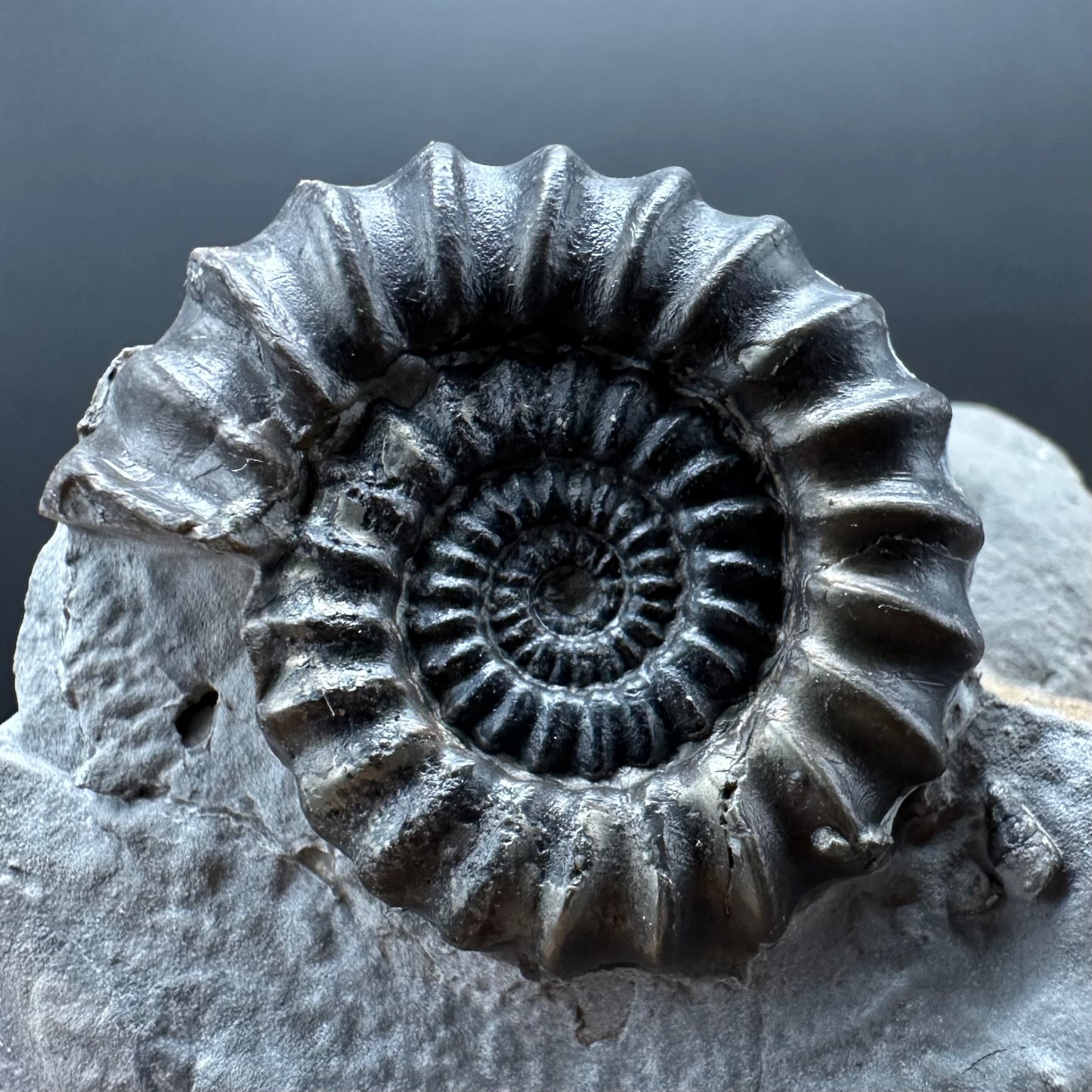 Gagaticeras Ammonite fossil with box and stand - Whitby, North Yorkshire Jurassic Coast Yorkshire Fossils