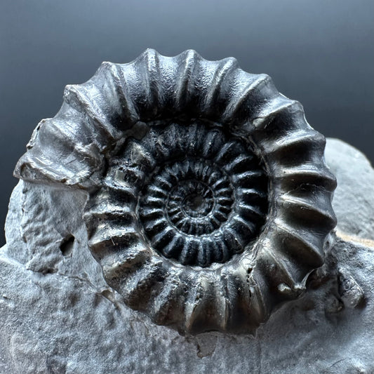 Gagaticeras Ammonite fossil with box and stand - Whitby, North Yorkshire Jurassic Coast Yorkshire Fossils