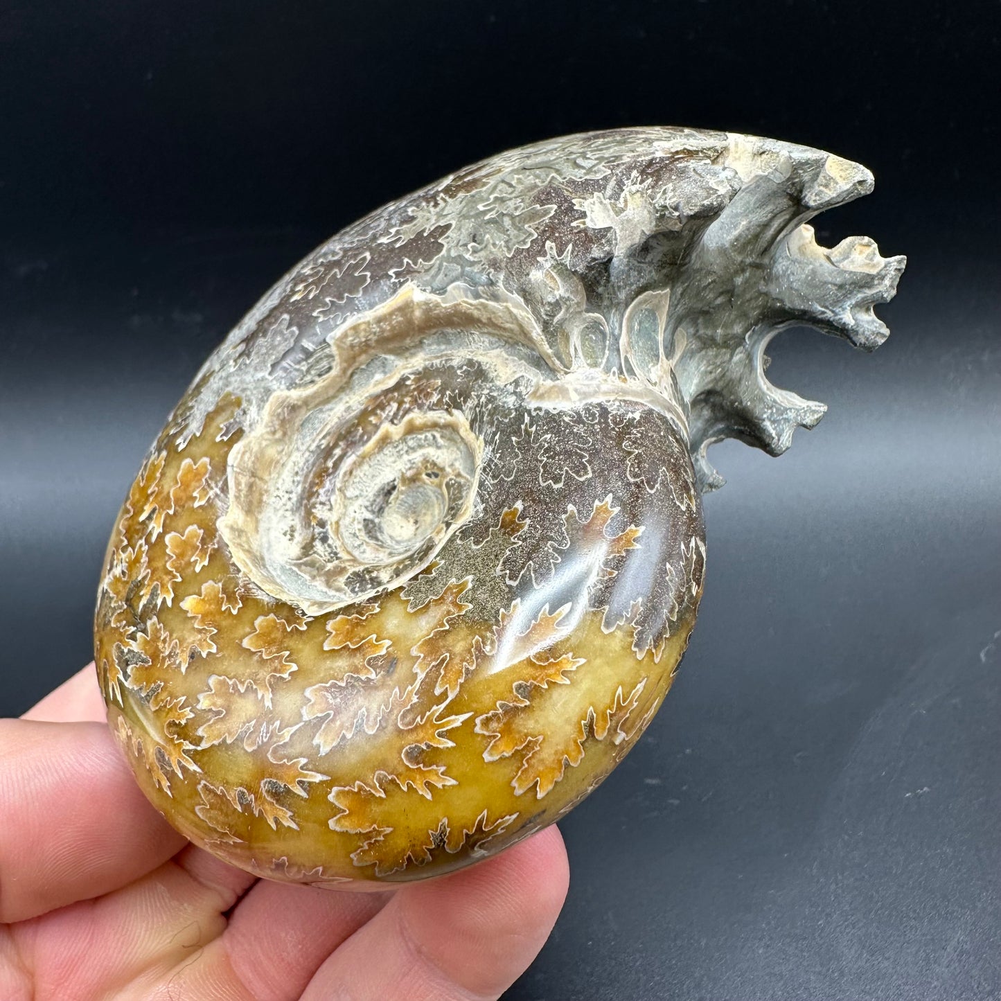 Puzosia Ammonite Fossil With Box And Stand - Cretaceous Ammonite Madagascar