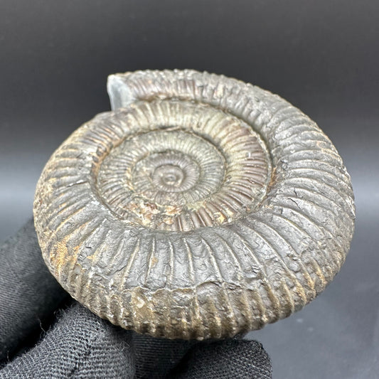 Dactylioceras Ammonite Fossil With Box And Stand - Whitby, North Yorkshire Jurassic Coast Yorkshire Fossils