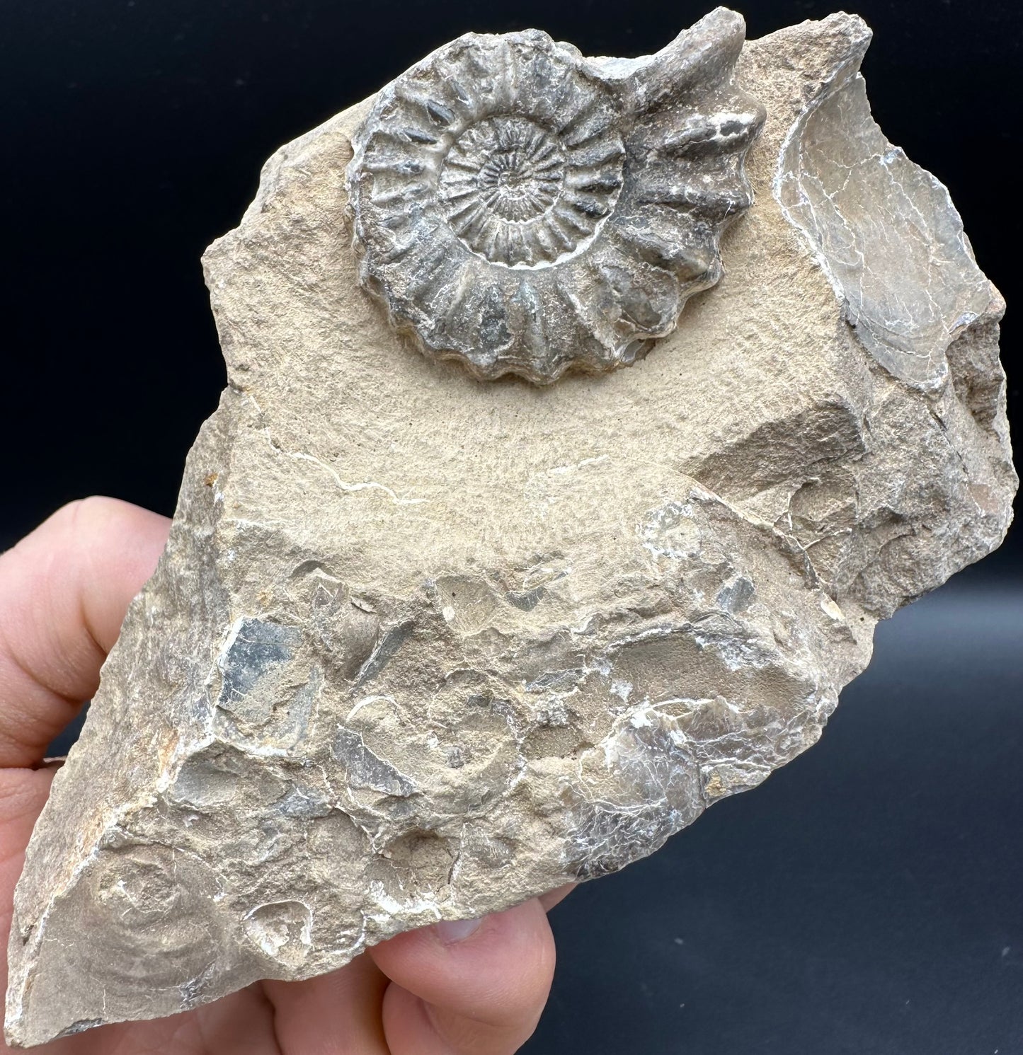Androgynoceras capricornus Ammonite fossil - Whitby, North Yorkshire Jurassic Coast Yorkshire Fossils