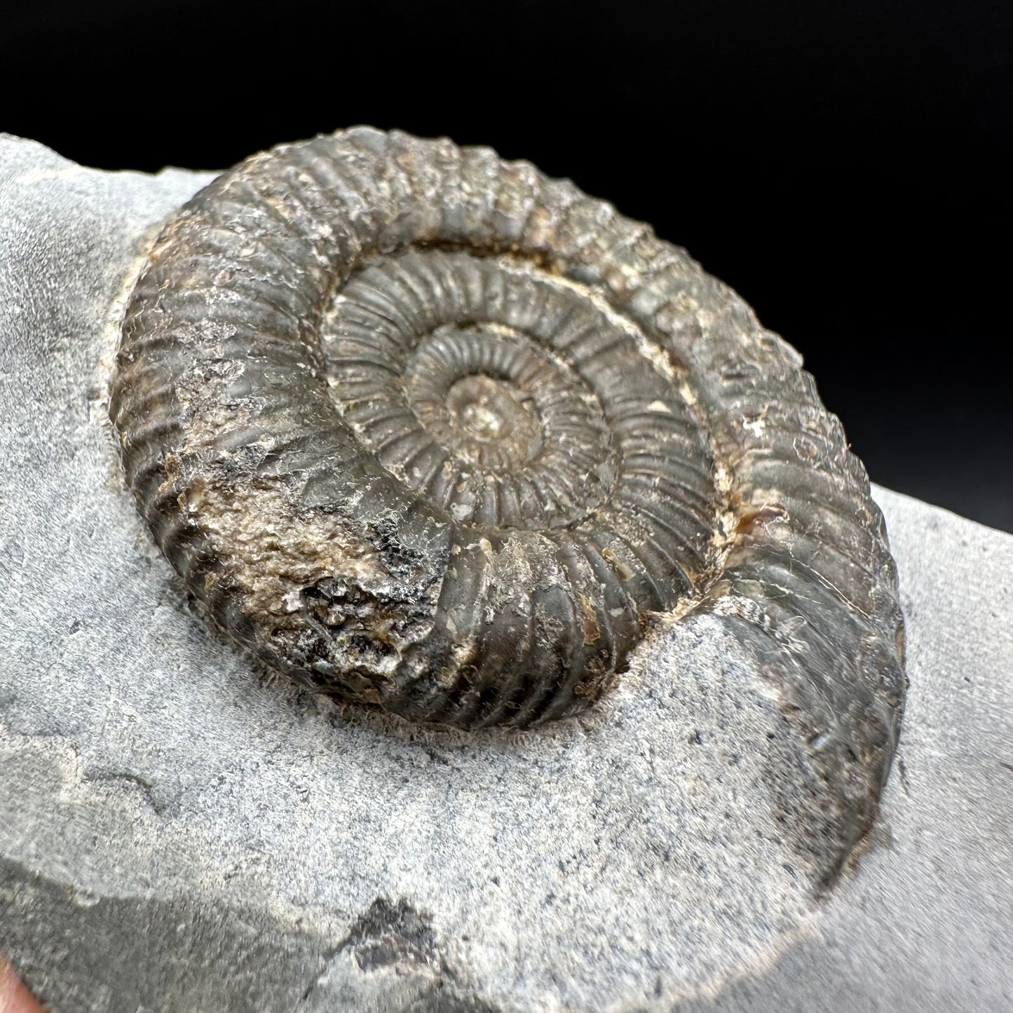 Dactylioceras Ammonite Fossil With Box And Stand - Whitby, North Yorkshire Jurassic Coast Yorkshire Fossils