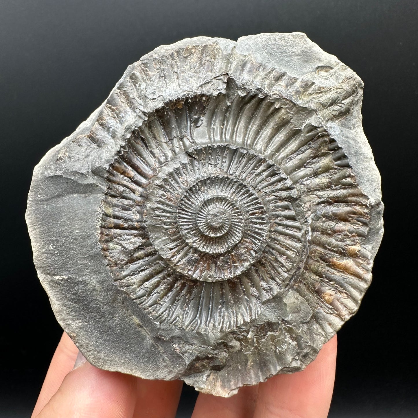 Dactylioceras Ammonite nodule (split pair) Fossil With Box And Stand - Whitby, North Yorkshire Jurassic Coast Yorkshire Fossils