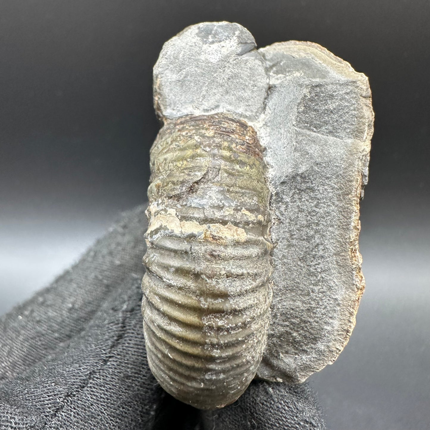 Catacoeloceras Sp. ammonite fossil with box and stand- Whitby, North Yorkshire Jurassic Coast Yorkshire Fossils