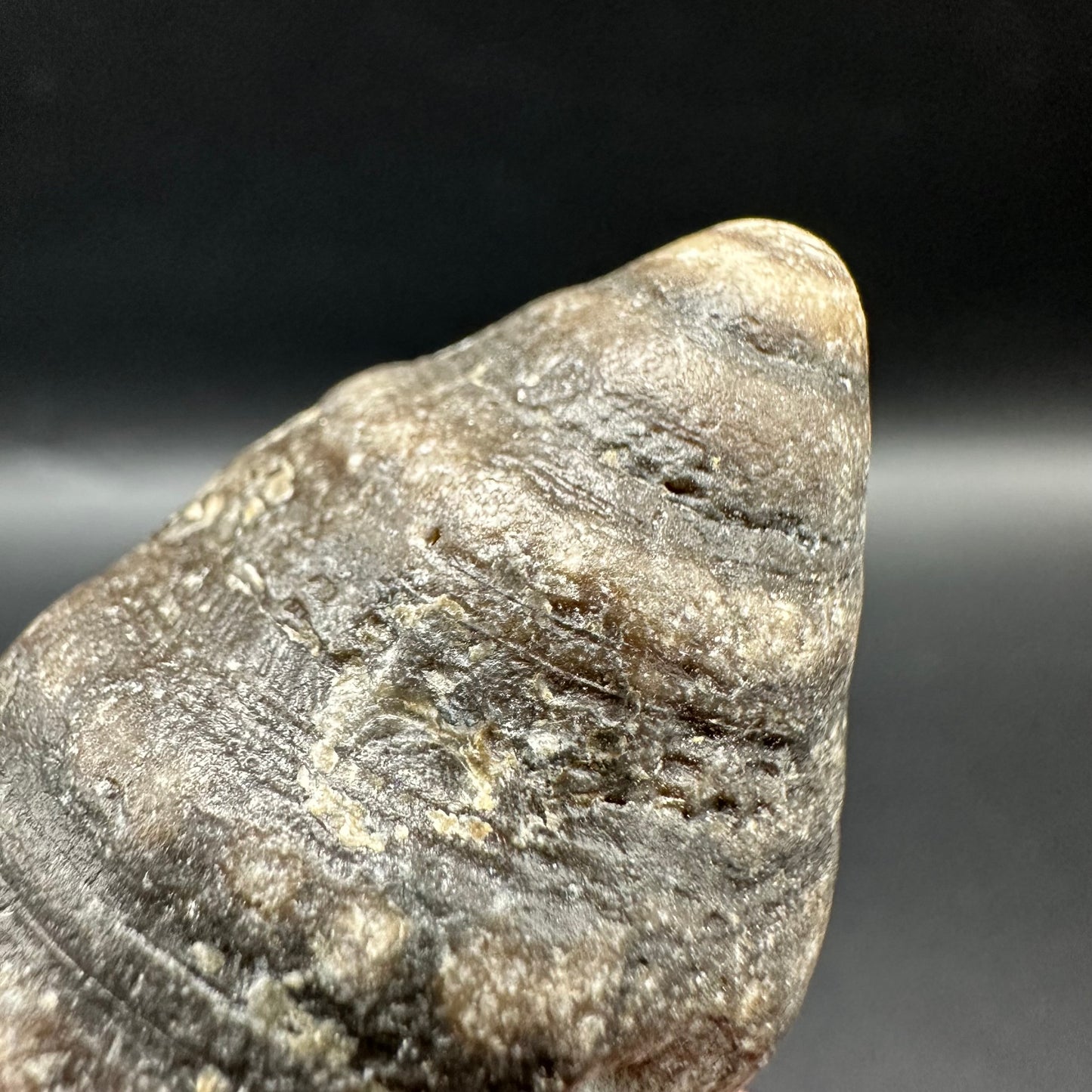 Gastropod Shell Fossil With Box And Stand - Whitby, North Yorkshire, Jurassic Coast, Yorkshire Fossils