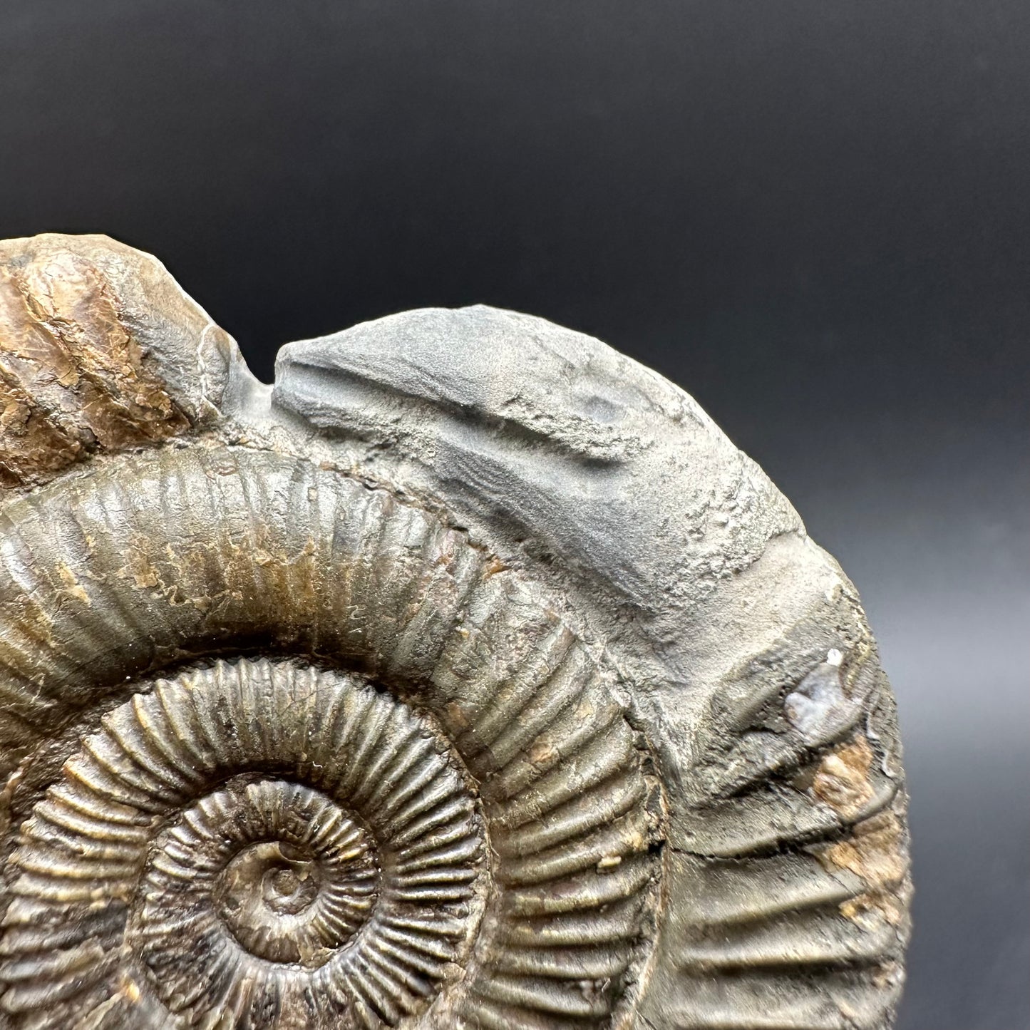 Hydra Snakestone Ammonite Fossil With Bag/Box And Stand - Whitby, North Yorkshire Jurassic Coast Yorkshire Fossils