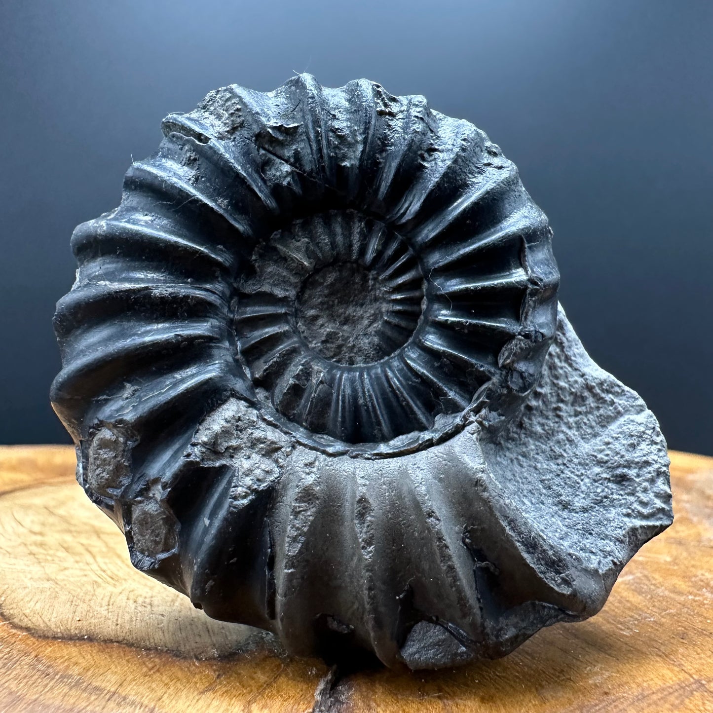 Aegasteroceras sagittarium ammonite fossil with box and stand - Whitby, North Yorkshire Jurassic Coast Yorkshire Fossils