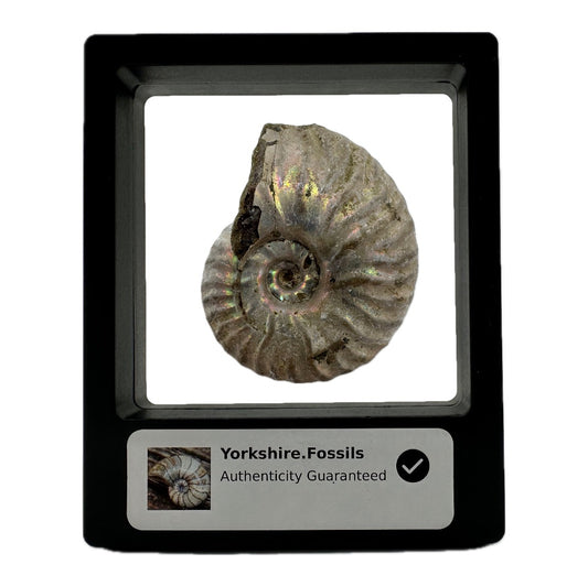 White Iridescent Madagascan Ammonite Fossil With Box And Display Case - Cretaceous Ammonite Fossil Madagascar