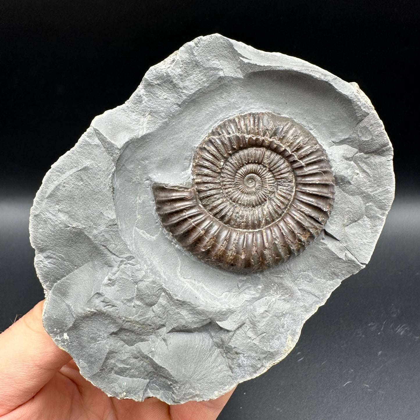 Dactylioceras Ammonite nodule (split pair) Fossil With Stand - Whitby, North Yorkshire Jurassic Coast Yorkshire Fossils