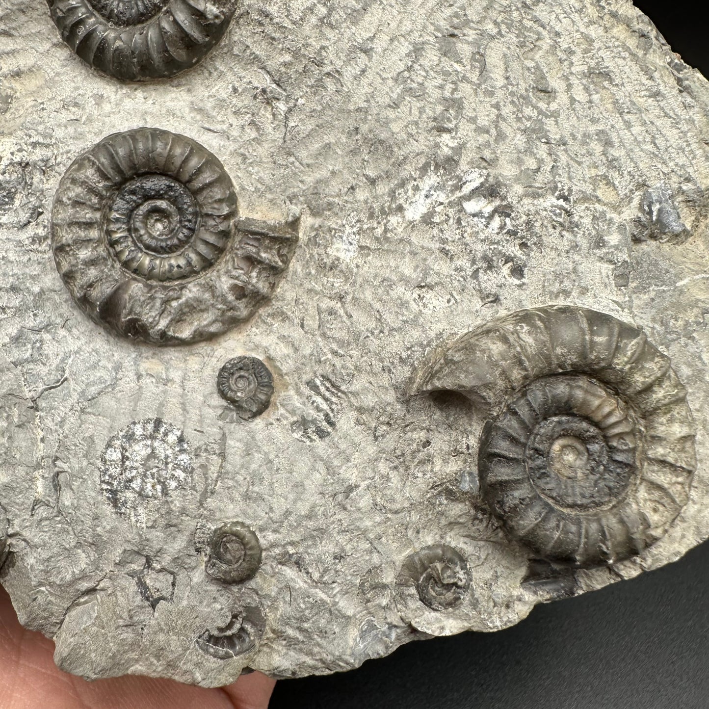 Arnioceras ammonite shell fossil with stand - Whitby, North Yorkshire Jurassic Coast Yorkshire Fossils