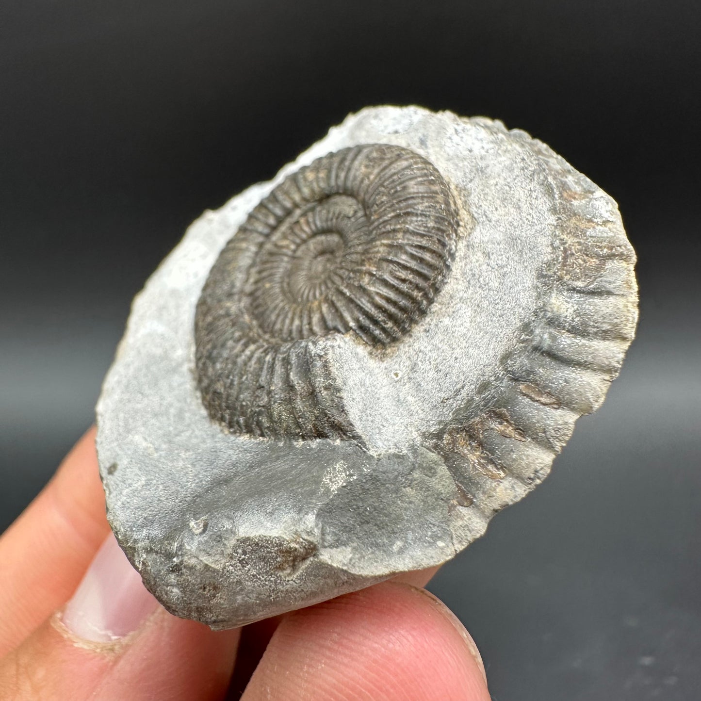 Dactylioceras Ammonite Fossil With Box And Stand - Whitby, North Yorkshire Jurassic Coast Yorkshire Fossils