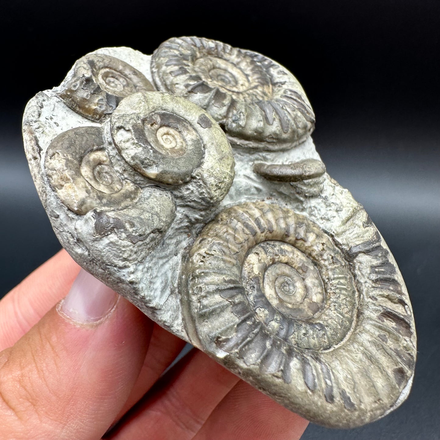Arnioceras ammonite shell fossil with box and stand - Whitby, North Yorkshire Jurassic Coast Yorkshire Fossils