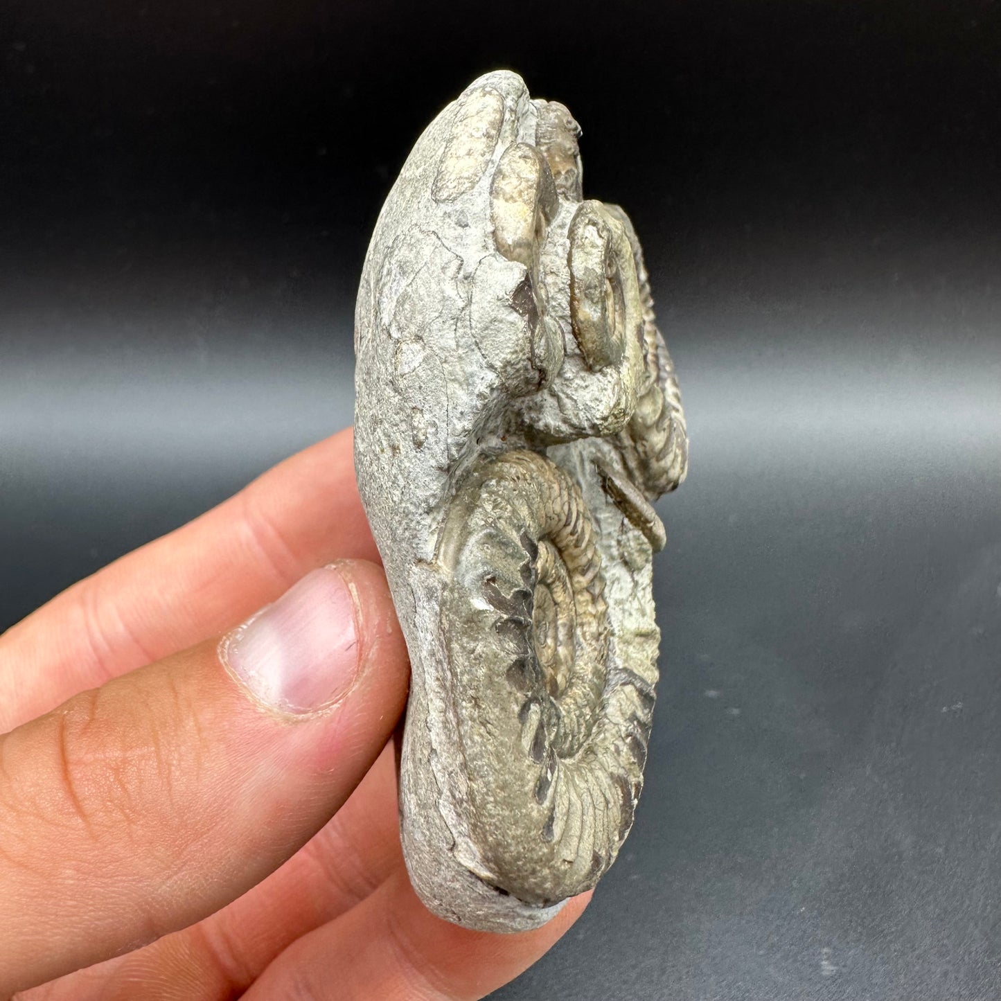Arnioceras ammonite shell fossil with box and stand - Whitby, North Yorkshire Jurassic Coast Yorkshire Fossils