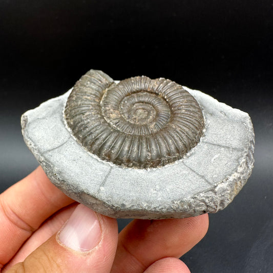 Dactylioceras Ammonite Fossil With Box And Stand - Whitby, North Yorkshire Jurassic Coast Yorkshire Fossils