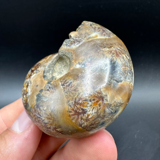 Phylloceras Ammonite Fossil With Box And Stand - Cretaceous Ammonite Madagascar