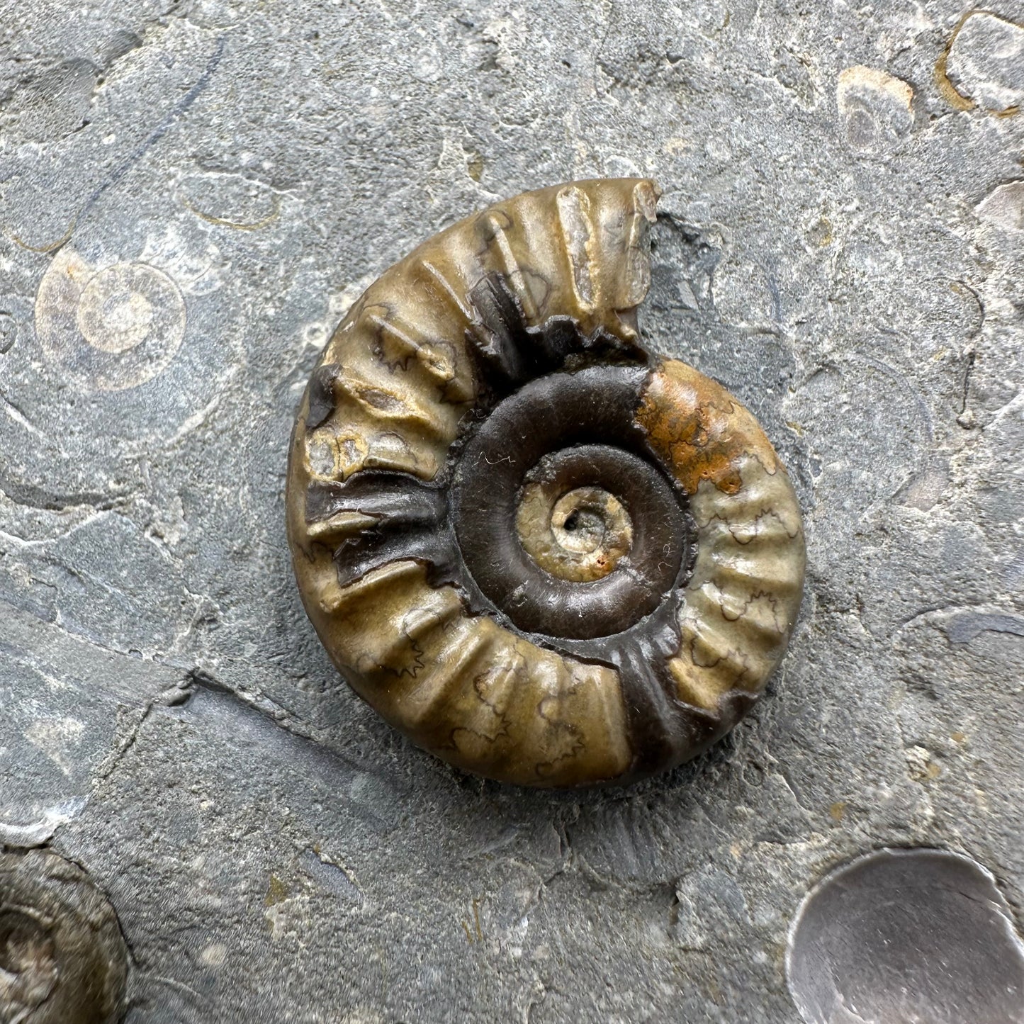 Arnioceras ammonite shell fossil with stand - Whitby, North Yorkshire Jurassic Coast Yorkshire Fossils