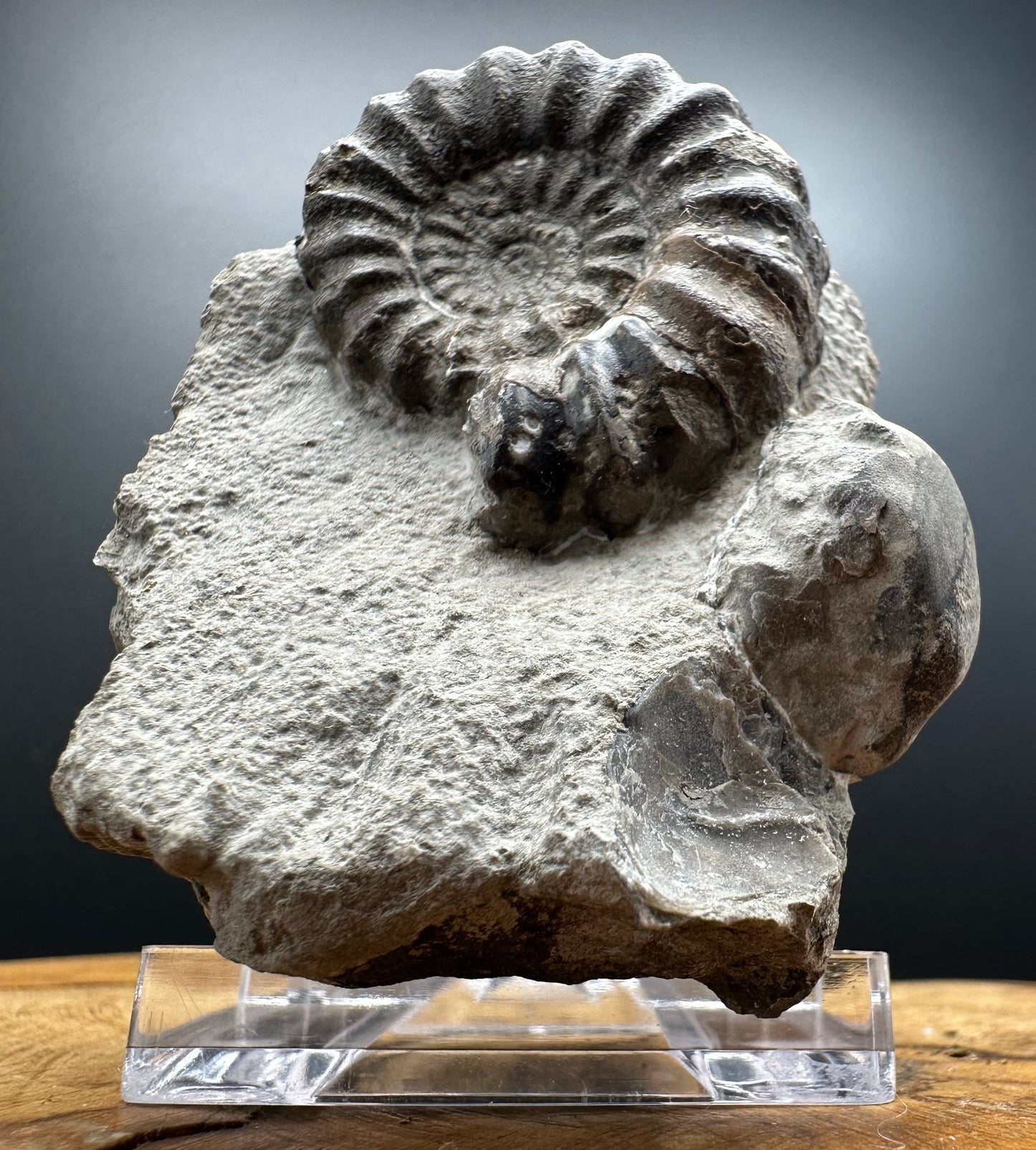 Androgynoceras maculatum ammonite fossil with box and stand - Whitby, North Yorkshire Jurassic Coast Yorkshire Fossils