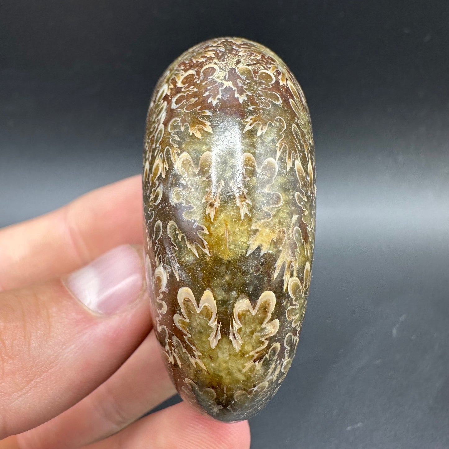 Phylloceras Ammonite Fossil With Box And Stand - Cretaceous Ammonite Madagascar