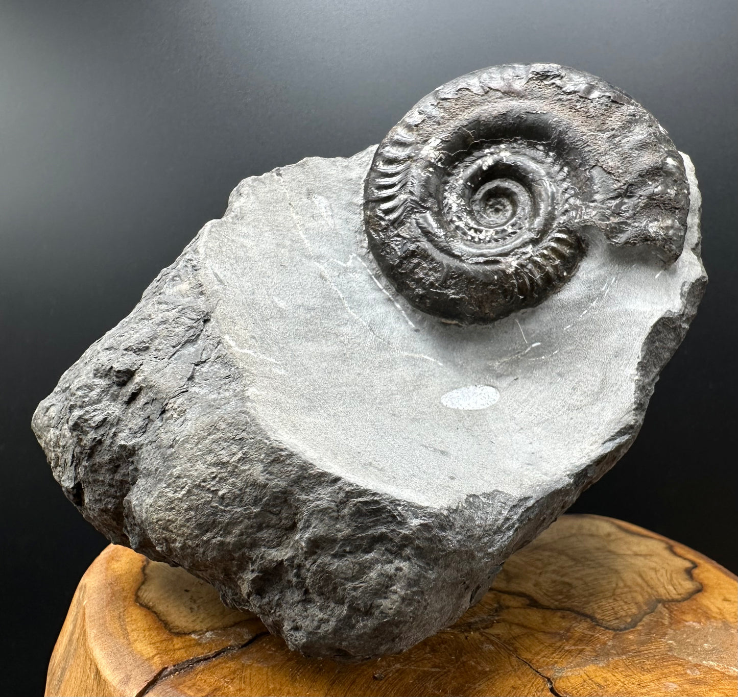 Hildoceras Bifrons Ammonite fossil with stand - Whitby, North Yorkshire Jurassic Coast, Yorkshire Fossils from the Jurassic Coast
