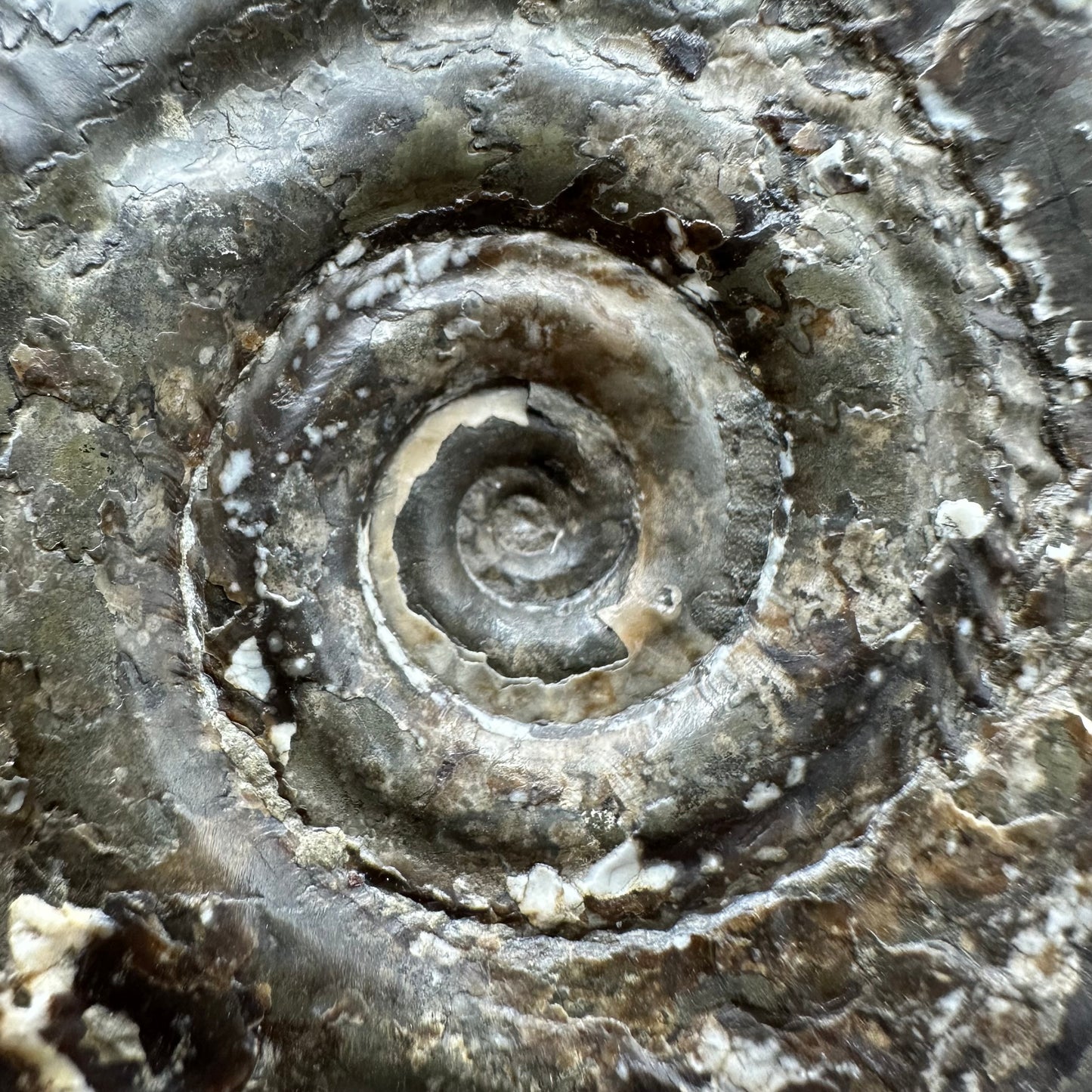 Hildoceras Bifrons Ammonite fossil with box and stand - Whitby, North Yorkshire Jurassic Coast, Yorkshire Fossils from the Jurassic Coast