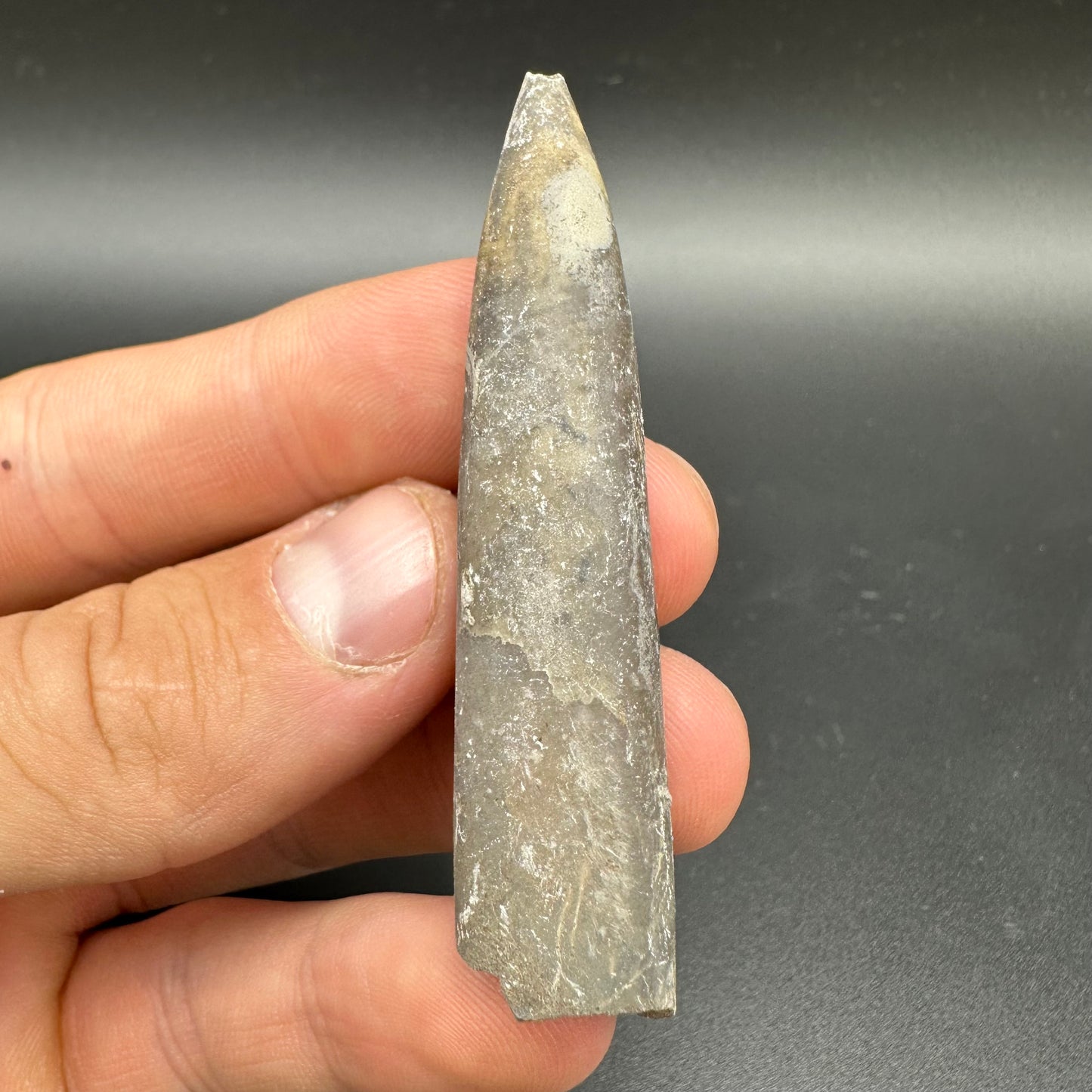 Belemnite (Fossil Squid) shell fossil - Whitby, North Yorkshire Jurassic Coast Yorkshire Fossils