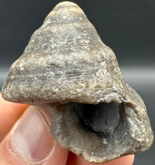 Gastropod Shell Fossil With Box And Stand - Whitby, North Yorkshire, Jurassic Coast, Yorkshire Fossils