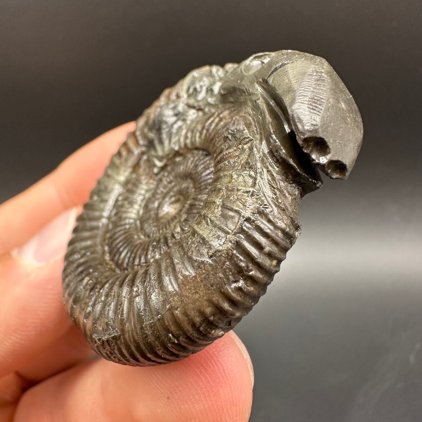 Snakestone Ammonite Fossil With Bag/Box And Stand - Whitby, North Yorkshire Jurassic Coast Yorkshire Fossils