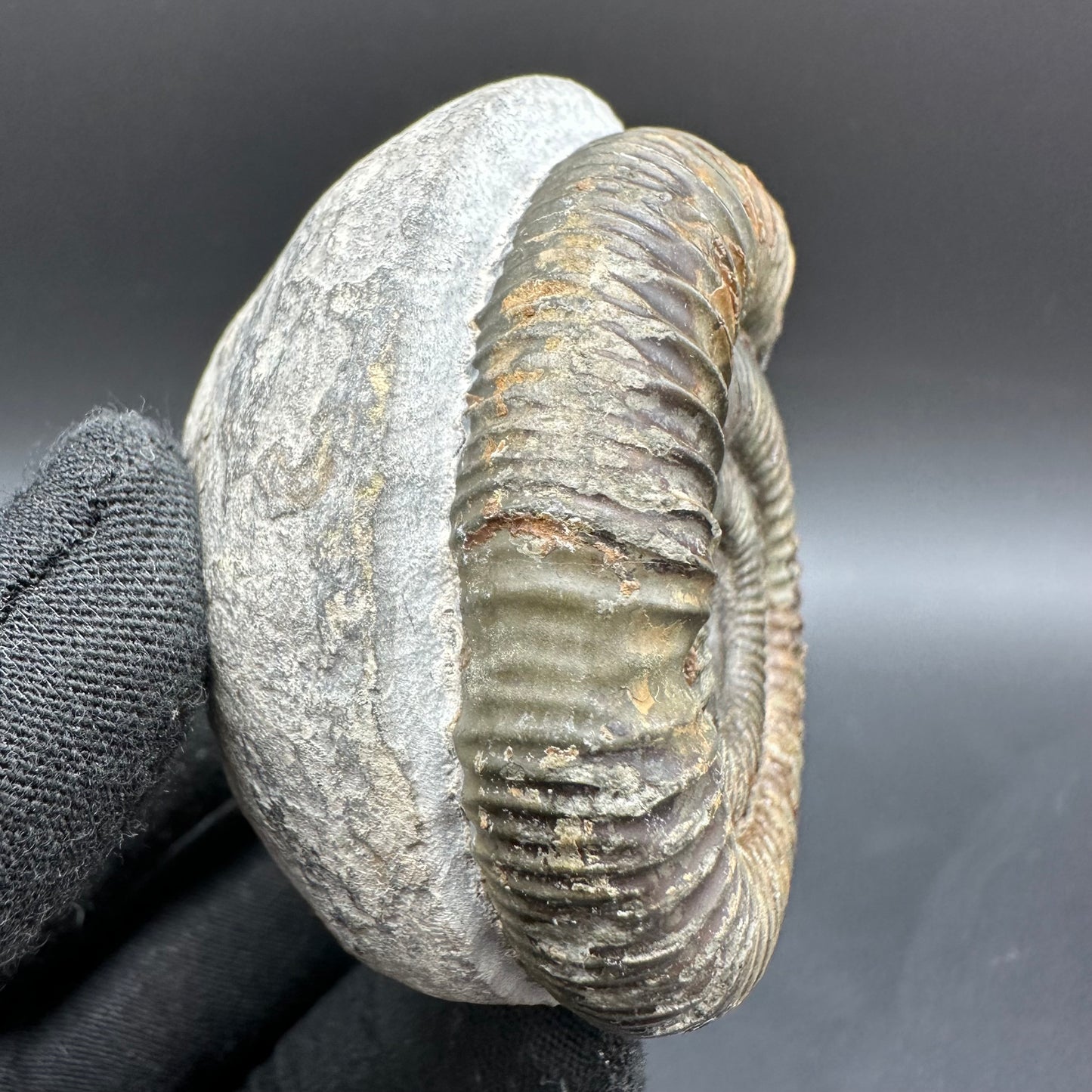 Dactylioceras Ammonite Fossil With Box And Stand - Whitby, North Yorkshire Jurassic Coast Yorkshire Fossils