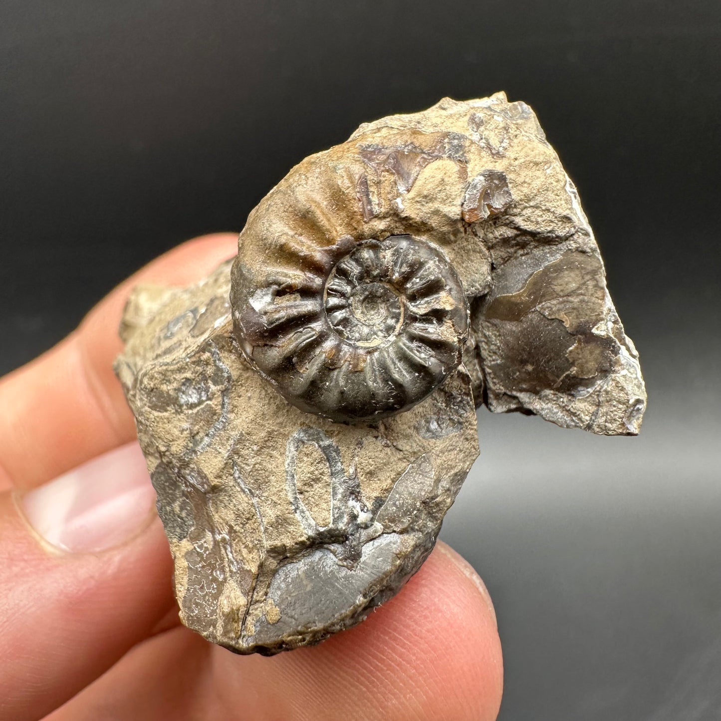 Amaltheus subnodosus Ammonite fossil with box and stand - Whitby, North Yorkshire Jurassic Coast Yorkshire Fossils
