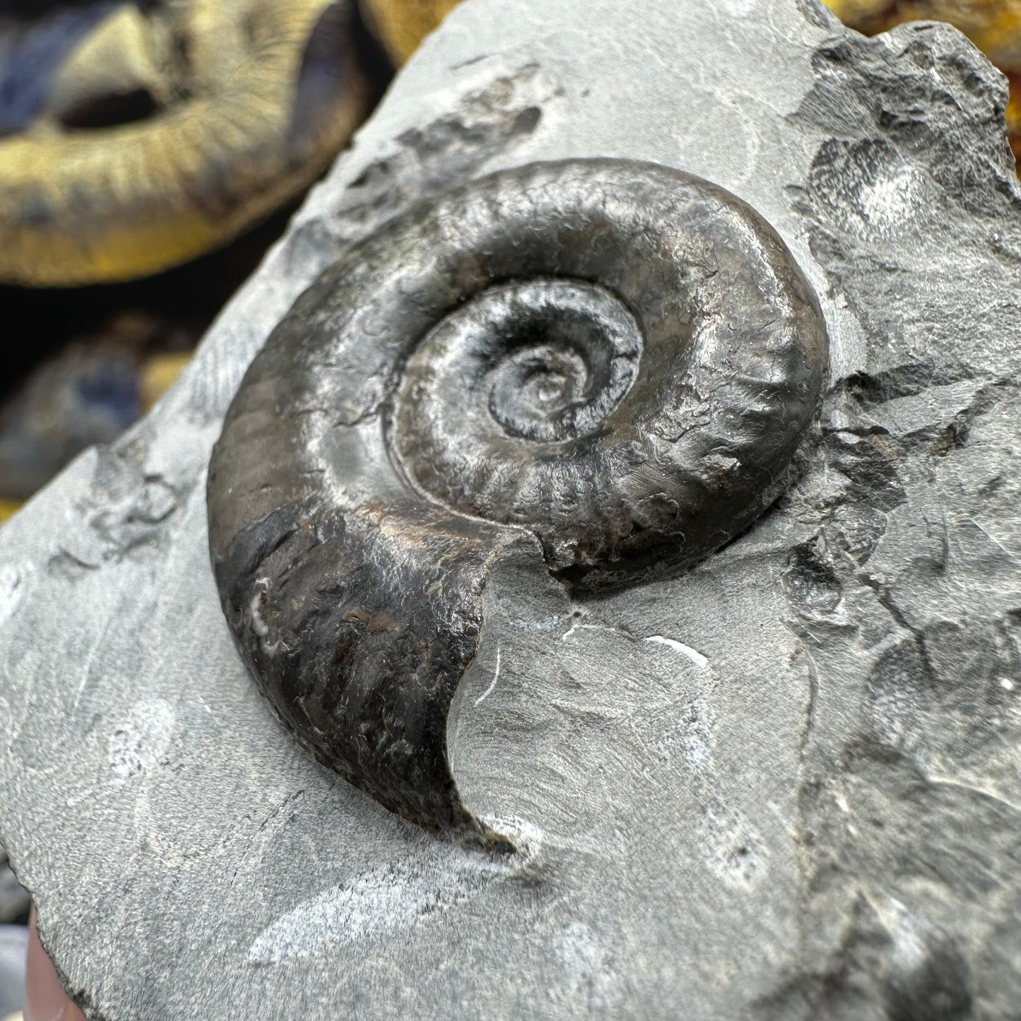 Grammoceras thoaurense ammonite shell fossil - Whitby, North Yorkshire