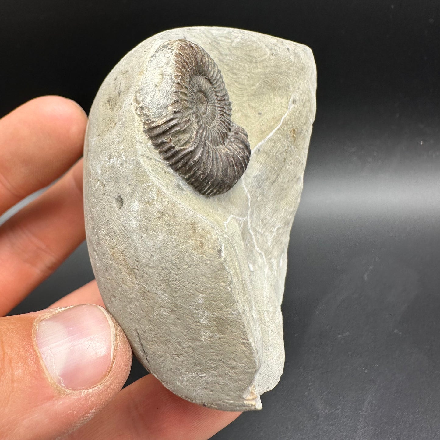 Dactylioceras Ammonite Fossil With Box And Stand - Whitby, North Yorkshire Jurassic Coast Yorkshire Fossils