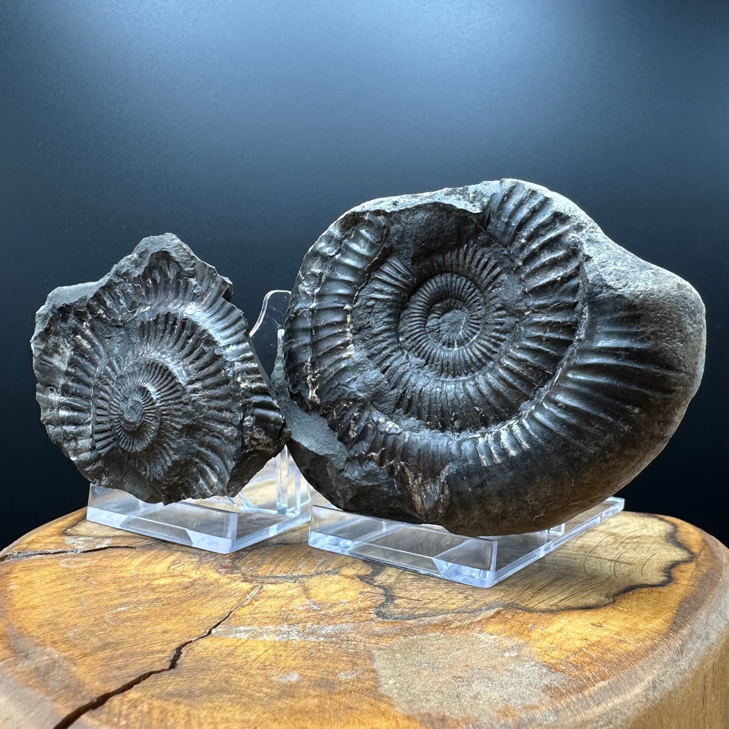 Dactylioceras Ammonite nodule (split pair) Fossil With Box And Stand - Whitby, North Yorkshire Jurassic Coast Yorkshire Fossils