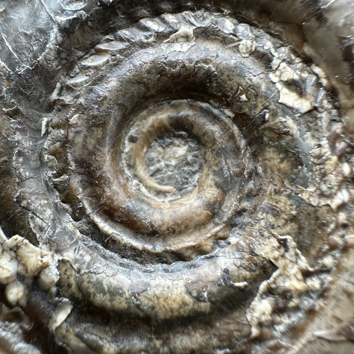 Hildoceras Bifrons Ammonite fossil with box and stand - Whitby, North Yorkshire Jurassic Coast, Yorkshire Fossils from the Jurassic Coast