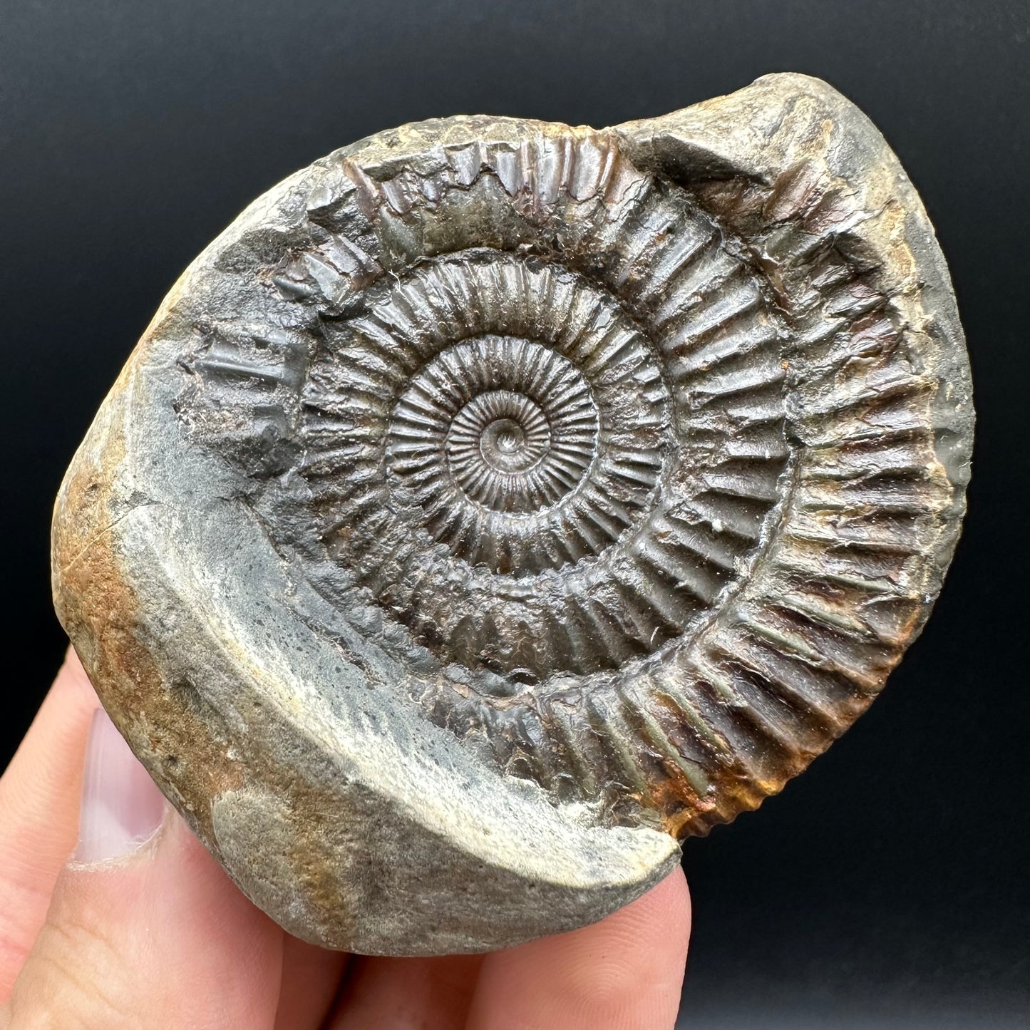 Dactylioceras Ammonite nodule (split pair) Fossil With Box And Stand - Whitby, North Yorkshire Jurassic Coast Yorkshire Fossils