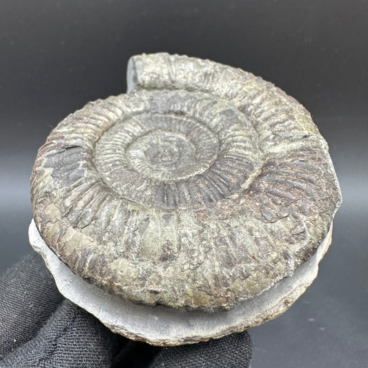 Dactylioceras Ammonite Fossil With Box And Stand - Whitby, North Yorkshire Jurassic Coast Yorkshire Fossils