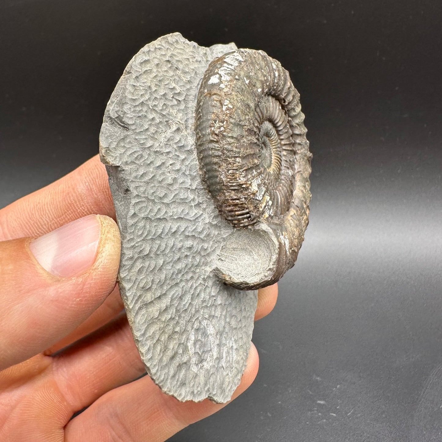 Dactylioceras Ammonite Fossil With box and Stand - Whitby, North Yorkshire Jurassic Coast Yorkshire Fossils