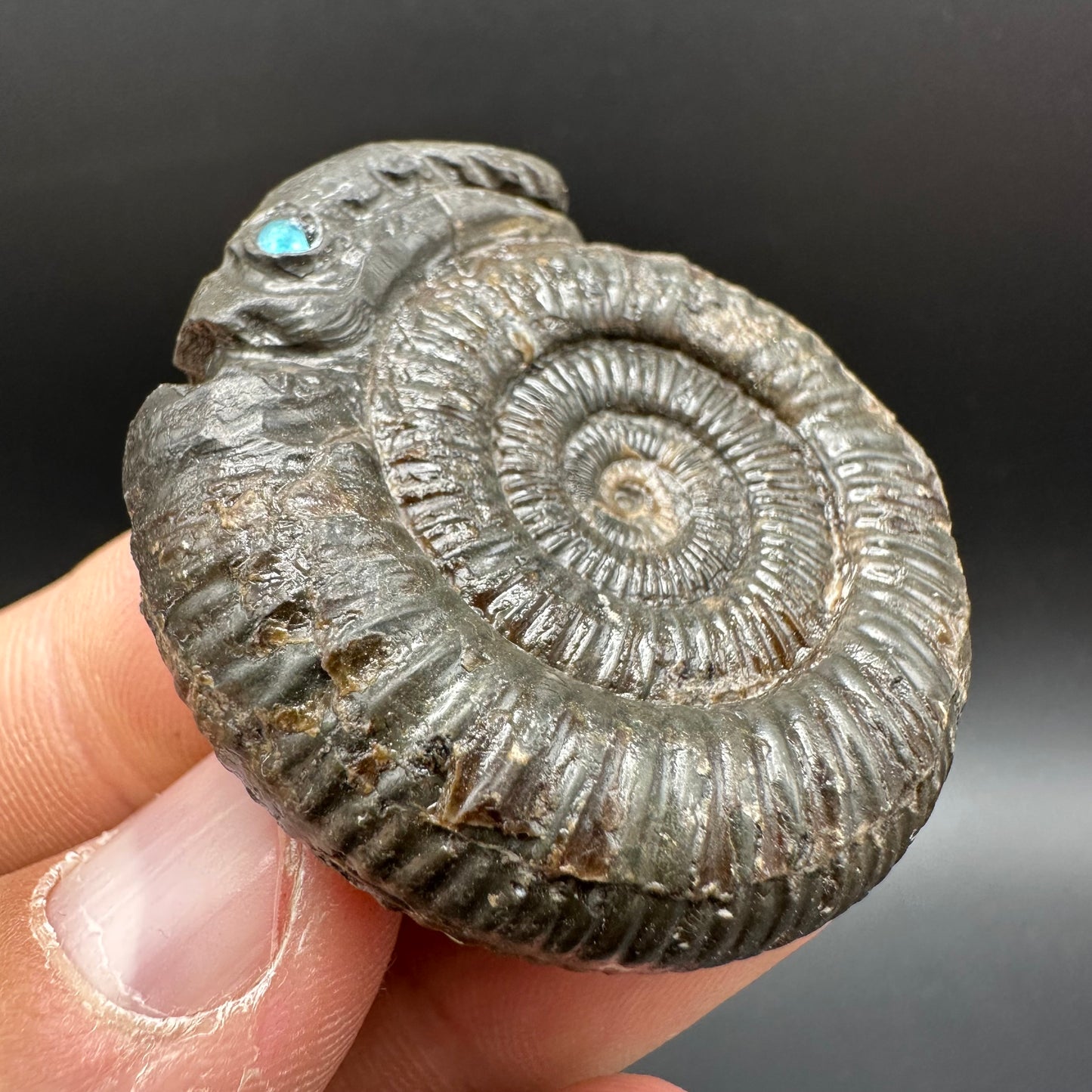 Snakestone Ammonite Fossil With Bag/Box And Stand - Whitby, North Yorkshire Jurassic Coast Yorkshire Fossils