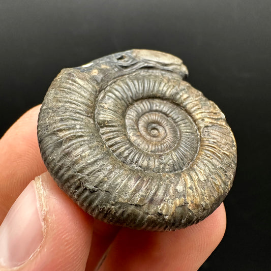 Snakestone Ammonite Fossil With Bag/Box And Stand - Whitby, North Yorkshire Jurassic Coast Yorkshire Fossils